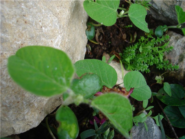 nepoznato
